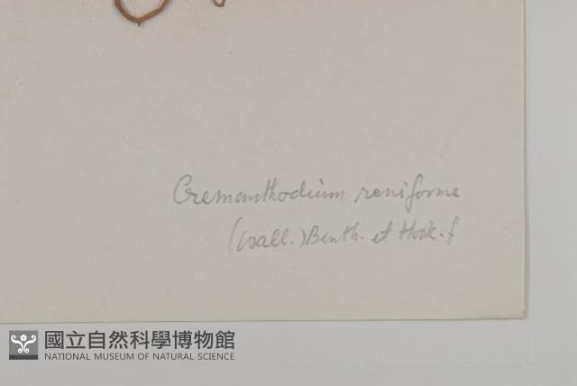 喜馬拉雅垂頭菊藏品圖，第3張