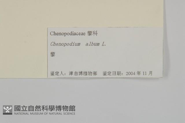 藜、灰藜藏品圖，第3張