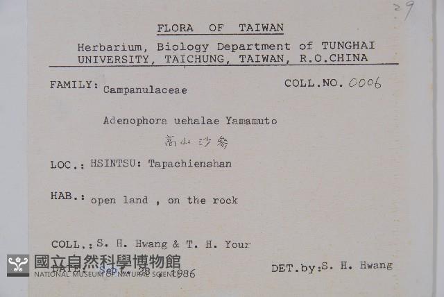 高山沙參藏品圖，第2張