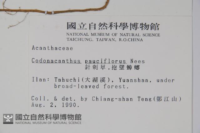 針刺草藏品圖，第2張