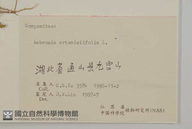 豬草、瘤果菊藏品圖，第3張