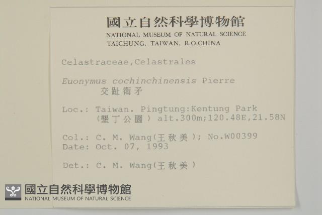 交趾衛矛藏品圖，第2張