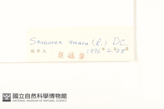 草地風毛菊藏品圖，第3張