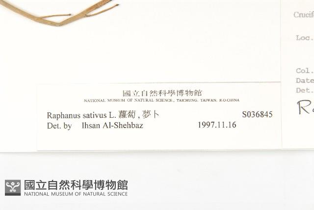 蘿蔔、夢卜藏品圖，第3張