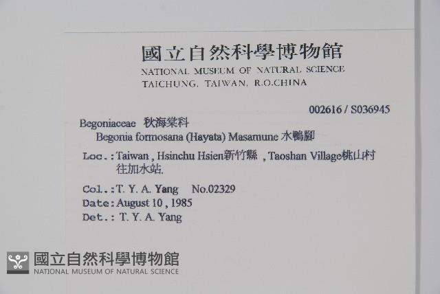 水鴨腳藏品圖，第2張