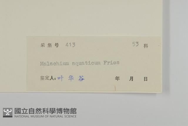 牛繁縷藏品圖，第3張