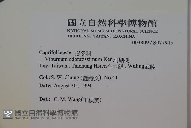 珊瑚樹藏品圖，第2張