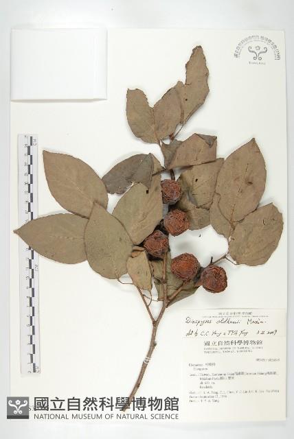 俄氏柿藏品圖，第3張