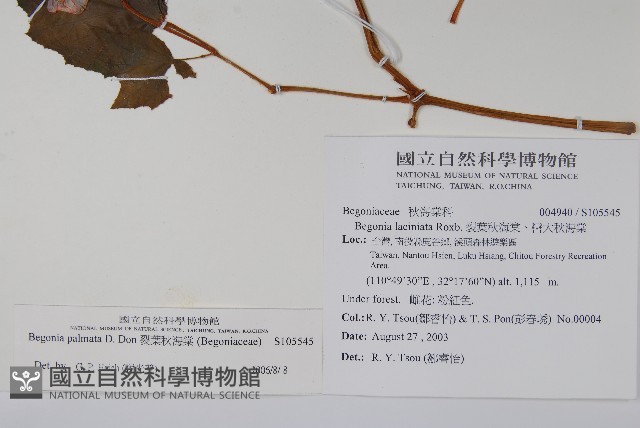 裂葉秋海棠藏品圖，第2張