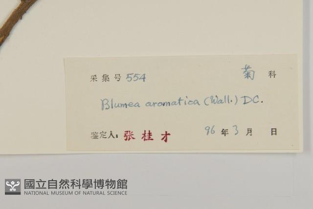 薄葉艾納香藏品圖，第3張