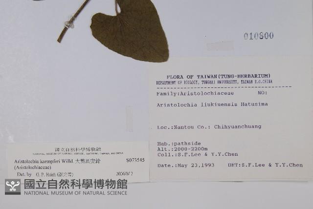 大葉馬兜鈴藏品圖，第2張