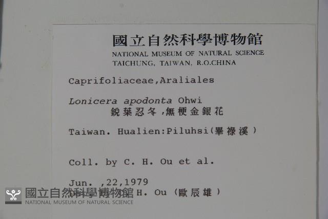 無梗忍冬藏品圖，第2張