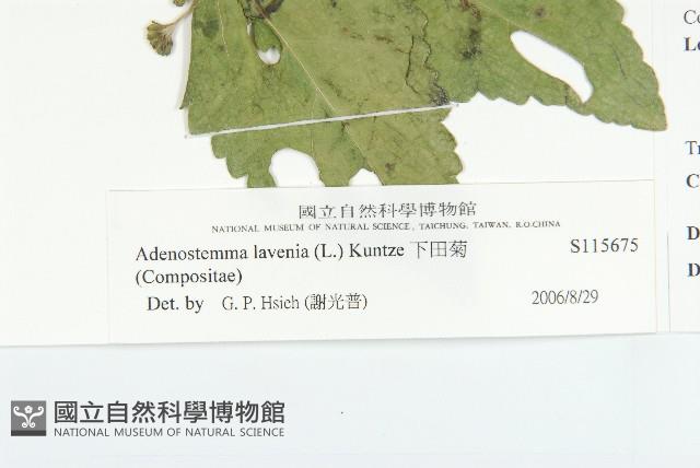 下田菊藏品圖，第3張