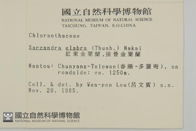 草珊瑚、紅果金粟蘭藏品圖，第2張