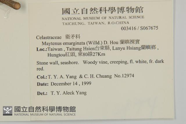 蘭嶼裸實藏品圖，第2張