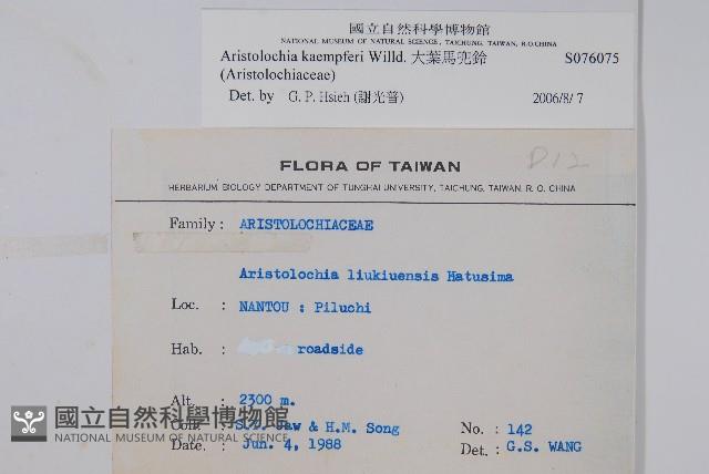 大葉馬兜鈴藏品圖，第2張