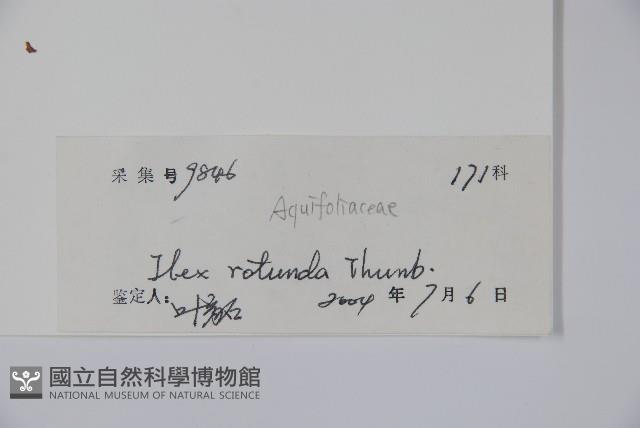 鐵冬青藏品圖，第2張