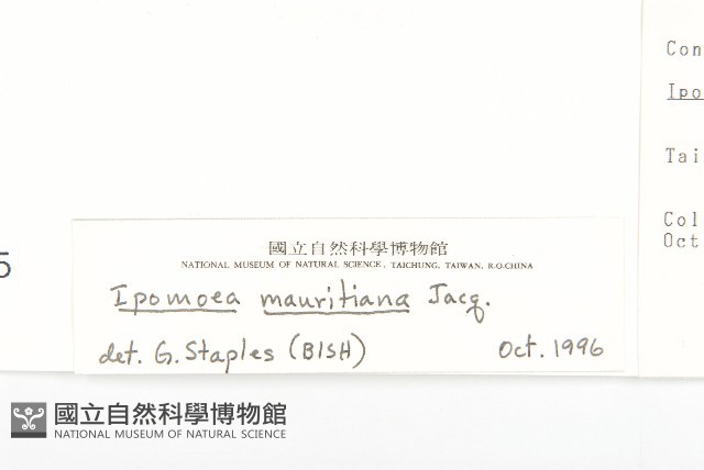 掌葉牽牛藏品圖，第3張