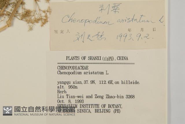 刺藜藏品圖，第3張