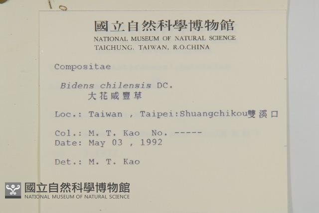 大花咸豐草藏品圖，第2張