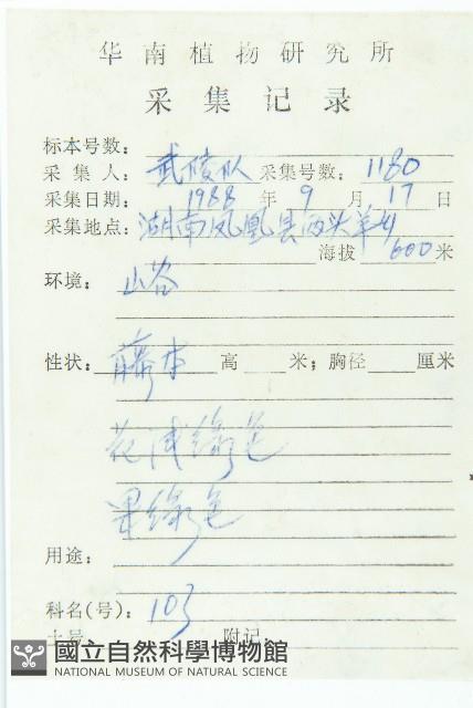 絞股藍藏品圖，第2張