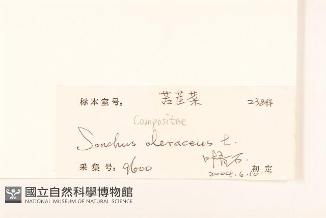 苦滇菜、苦菜藏品圖，第3張