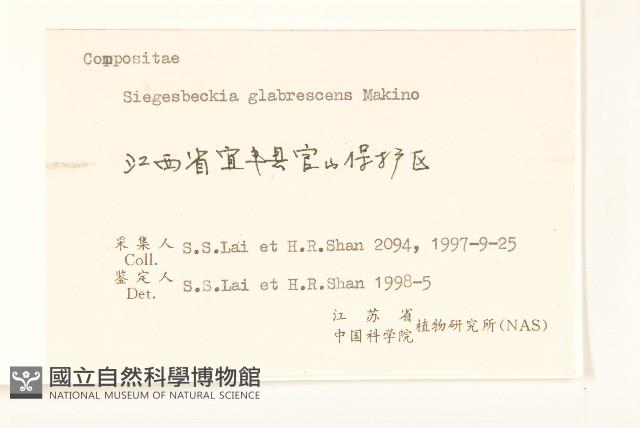 毛梗豨薟藏品圖，第3張