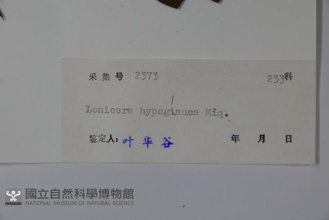 裡白忍冬、紅腺忍冬藏品圖，第2張