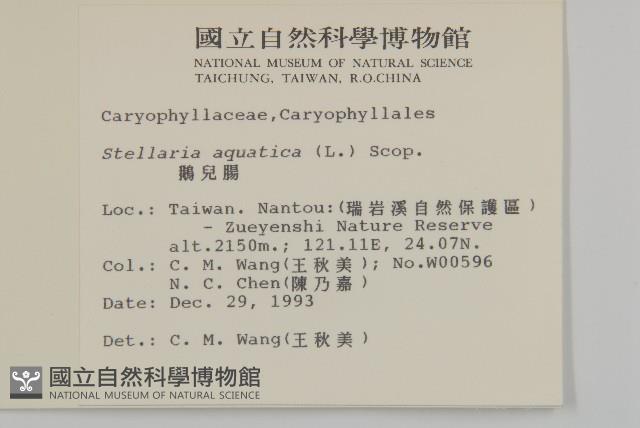 鵝兒腸藏品圖，第5張