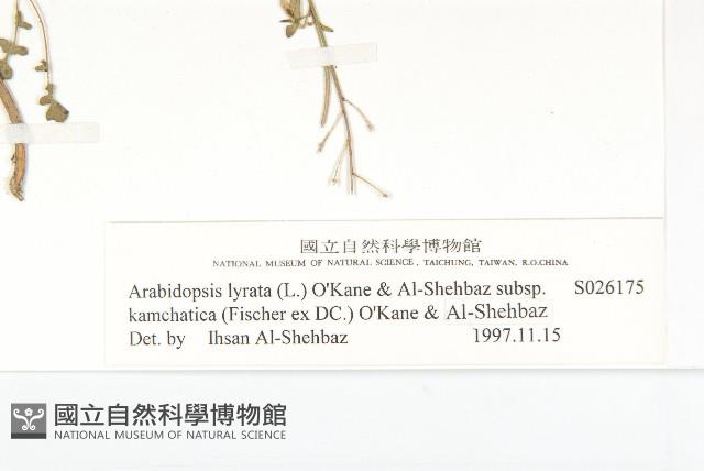 玉山筷子芥藏品圖，第3張