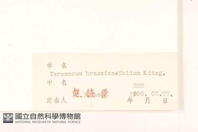 芥葉蒲公英藏品圖，第3張