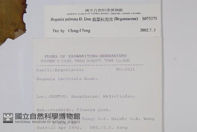 裂葉秋海棠藏品圖，第2張