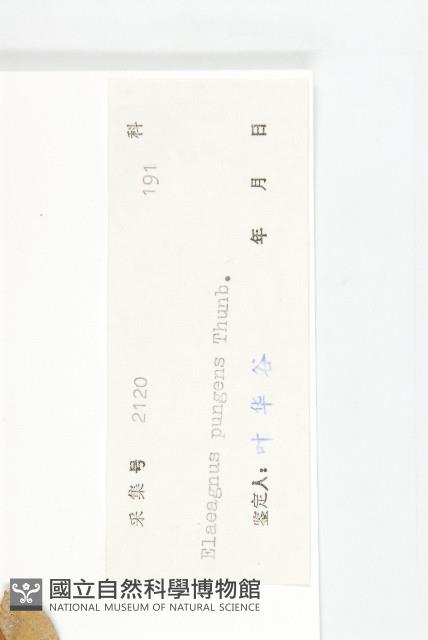 胡頹子藏品圖，第3張