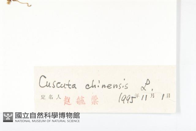 中國菟絲子藏品圖，第3張