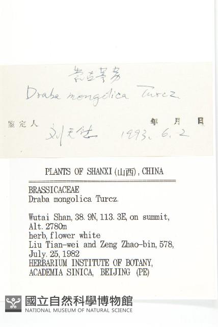 蒙古葶藶藏品圖，第3張