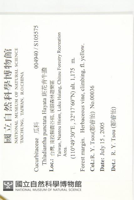 斑花青牛膽藏品圖，第2張