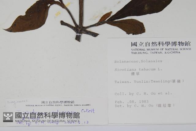 假酸漿藏品圖，第2張