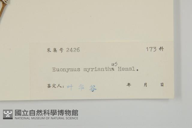 大果衛矛藏品圖，第3張