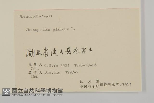 灰綠藜藏品圖，第3張