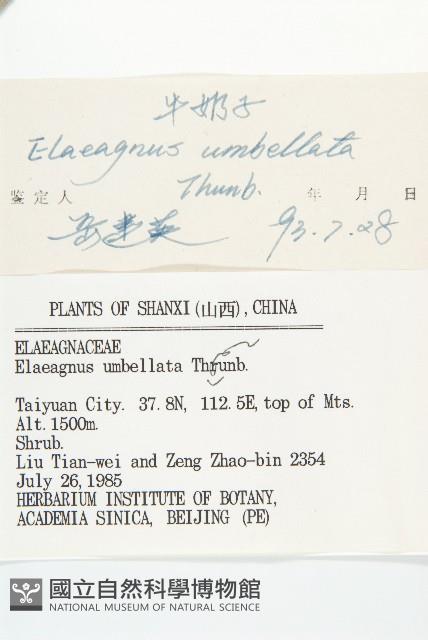 小葉胡頹子藏品圖，第3張