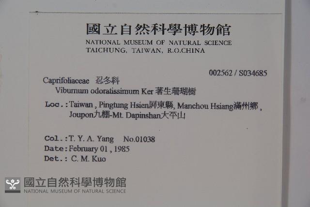 珊瑚樹藏品圖，第2張