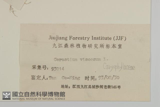 婆婆指甲菜藏品圖，第3張