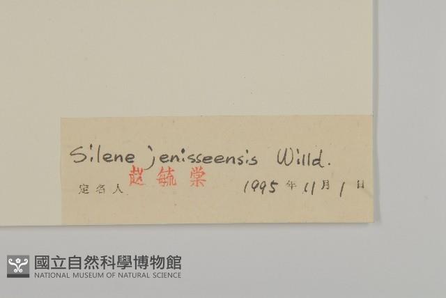 山螞蚱藏品圖，第3張