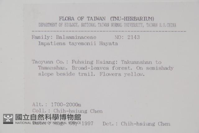 黃花鳳仙花藏品圖，第2張