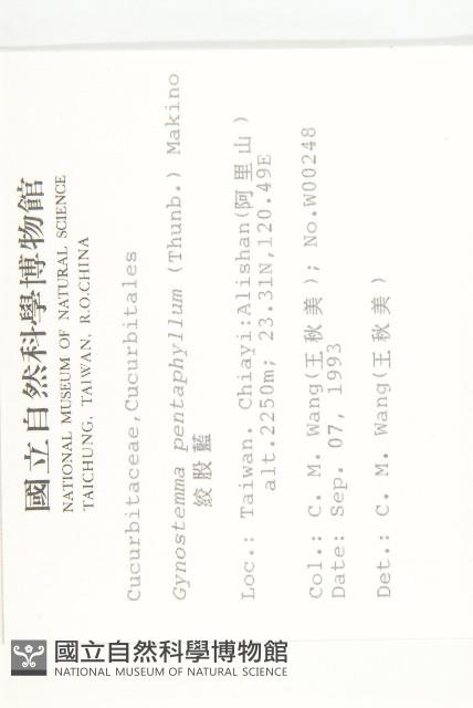 絞股藍藏品圖，第2張