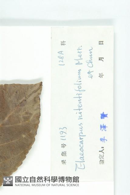 亮葉杜英藏品圖，第3張