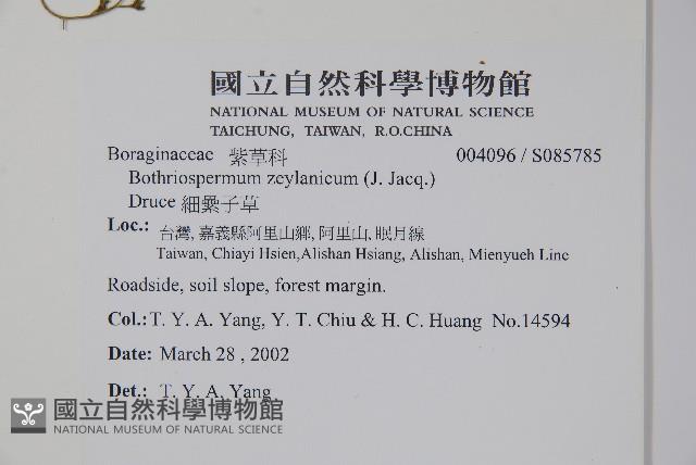 附地菜藏品圖，第2張