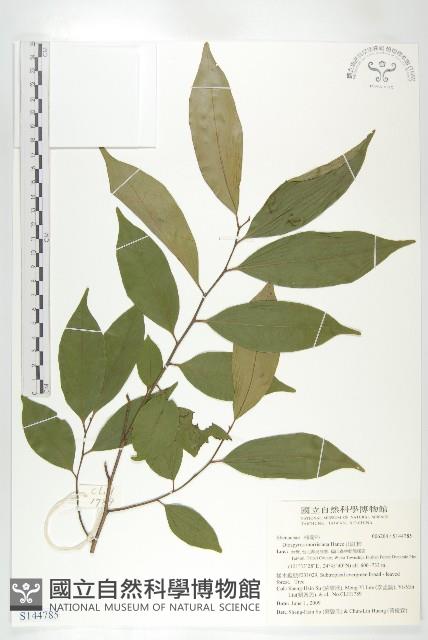 山紅柿藏品圖，第3張