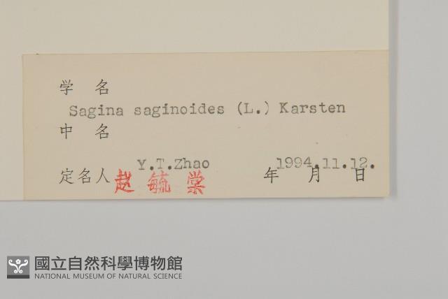 漆姑草藏品圖，第3張