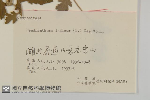 油菊、野菊藏品圖，第3張